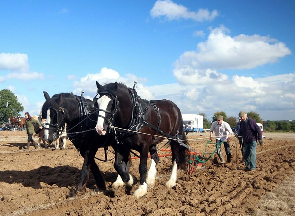 Two horses pulling a plough...